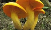 Top 10 des champignons les plus dangereux au monde