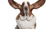 Comment fort chiens entendre?