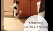 Une danse de Salsa Chihuahua va faire de votre journée [Vidéo]
