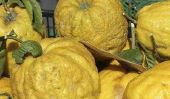 Citrons Amalfi - un petit cuites
