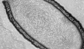 Virus géant pithovirus sibericum sibericum repris après être mort pour 30.000 ans