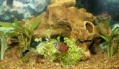 Gardez poissons appropriée - guppys dans l'aquarium