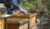 Élevage des abeilles - comment cela fonctionne: