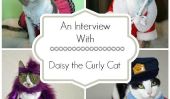 Une entrevue avec Daisy le Cat Curly