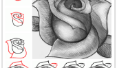 Comment dessiner une Rose