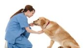 L'incontinence urinaire chez les chiens - de sorte que vous pouvez le manipuler