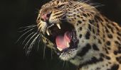 Dents de Leopard - d'information