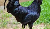 Ayam Cemani: une race de poulet rare qui est noir Inside Out