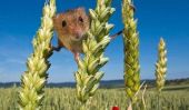 La Vie secrète d'une souris des moissons