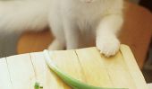 5 aliments que vous ne devriez jamais nourrir votre chat