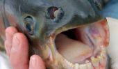 Pacu, le poisson avec des dents très humaines