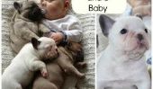 Trois Bulldogs et un bébé le plus mignon: Photos Vous verrez Aujourd'hui