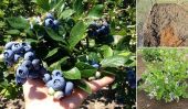 Grandir Bleuets: Comment cultiver bleuets à la maison