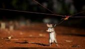 Les rats renifleurs Détecter les mines antipersonnel et la tuberculose au Mozambique