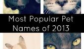 Top 10 des Pet Names de 2013