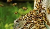 La Fable des abeilles - travail et d'analyse