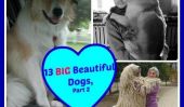 13 Big Beautiful chiens qui vous donnera envie d'un chiot géant