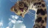 Leopard Vidéo Selfie est le nouveau "Elle" Thing