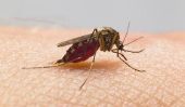 Protéger naturelle contre les insectes - anti-moustique