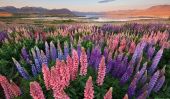 Floraison des Lupins à Lake Tekapo, Nouvelle-Zélande