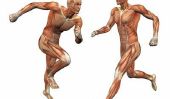noms musculaires - les 9 muscles les plus importants de l'homme