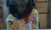 10 chiens heureux fêtant leur anniversaire tout comme les gens