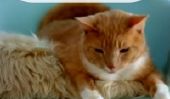 Cat Makes carte vacances en ligne (VIDEO)