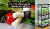 Comment poussent facilement Salades intérieur en hiver