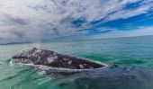 Conjoined baleine grise jumelles foetus découverts dans l'Etat mexicain de Basse-Californie