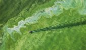Floraison d'algues toxiques sur le lac Érié