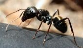 Retirer fourmis dans l'appartement - comment cela fonctionne: