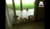 Kitty puce ouvre la porte pour chiots
