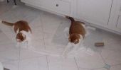 Cinq chats qui aiment Toilet Paper