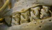 Dents diaboliques de l'phoques crabiers