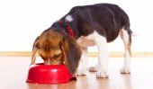 Reconnaître la bonne nourriture pour chien - comment cela fonctionne: