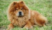 Chow Chow attente - conseils utiles