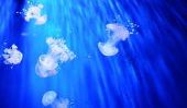 Gardez méduses dans l'aquarium