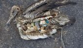Attristant Images de Dead Sea Birds avec du plastique dans leur estomac