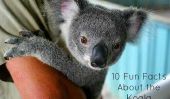 10 faits amusants sur l'adorable Koala