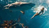 Rihanna nage avec les requins rivalisaient