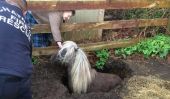 Mini cheval adorable sauvé de petit trou dans le sol