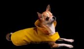 Manteaux pour chiens tricot lui-même - comment ça marche