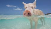 Les Cochons de natation de Big Major Cay, Bahamas