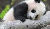 Serrant pandas pour vivre (et d'autres offres d'emploi de rêve)