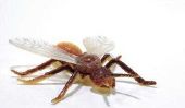 Que faire à propos de fourmis volantes?