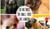 Apparemment petits chiens vivent plus longtemps que les chiens Bigger
