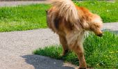 Les problèmes rénaux chez les chiens - causes et la prévention