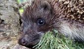 Hedgehog hibernation - aussi longtemps qu'il le faudra