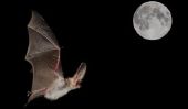 Bat: faire costume lui-même