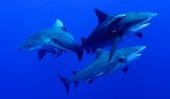 Süßwasserhai - En savoir plus